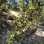 Cercocarpus ledifolius Leaf