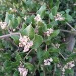 Rhus ovata Flower