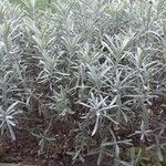 Lavandula latifolia 整株植物