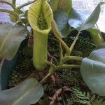 Nepenthes truncata Blomst