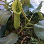 Nepenthes truncata Květ