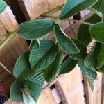 Rubus urticifolius Leaf