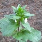 Veronica arvensis Leaf