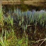 Typha latifolia Folha