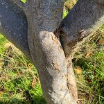 Zelkova carpinifolia Bark