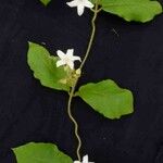 Macroscepis grandiflora Flower