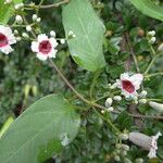 Paederia foetida Blatt