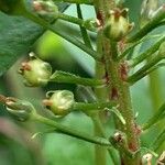 Lysimachia clethroides Fruto