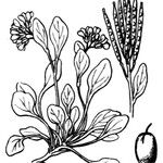 Cardamine alpina Egyéb