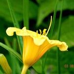 Hemerocallis lilioasphodelus Blomma