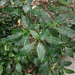 Eranthemum pulchellum Feuille