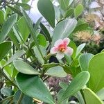 Clusia grandiflora ফুল