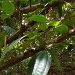 Miconia gracilis Hoja