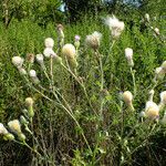 Cirsium arvense Gyümölcs