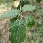 Quercus faginea برگ
