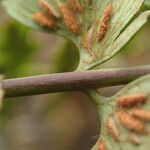 Asplenium aethiopicum Leaf