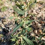 Lactuca saligna Leaf