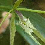 Epidendrum nocturnum Kukka