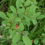 Indigofera hirsuta Pokrój