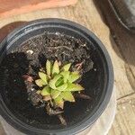 Haworthia coarctataBlad