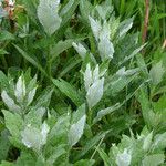 Artemisia suksdorfii Leaf