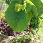 Cercis occidentalis Hostoa
