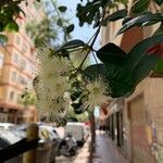Syzygium paniculatum Flor