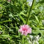 Palafoxia hookeriana Flor