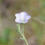 Linum pratense Кветка