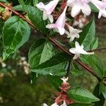 Abelia × grandiflora List