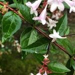 Abelia × grandiflora Folha