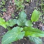 Arum italicumLeaf