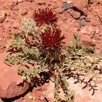 Centaurea pubescens Blomma