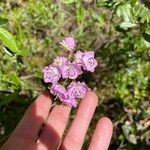 Kalmia polifolia 花