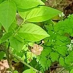 Euonymus verrucosus Flower