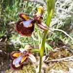 Ophrys speculum Kvet