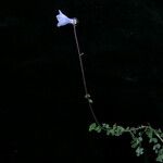 Codonopsis thalictrifolia ശീലം
