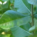 Allamanda blanchetii Leaf