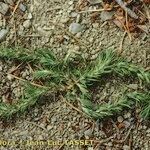 Polycnemum majus Libunga