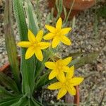 Hypoxis argentea