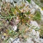 Galactites duriaei Fula