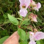 Impatiens glanduliferaFlower