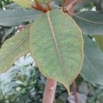 Ficus rubiginosa برگ