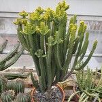 Euphorbia petraea Habitat