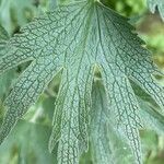 Leonurus quinquelobatus Hoja