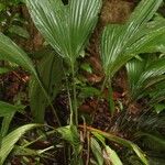 Asplundia brachyphylla Habit