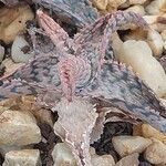 Aloe rauhii Leaf