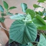 Sida cordifolia Leaf