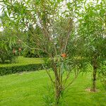 Nerium oleander Hábito