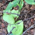 Platanthera orbiculata Leaf